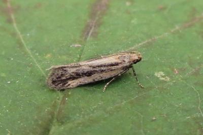 <i>Mirificarma mulinella</i>