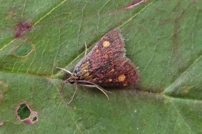 <i>Pyrausta aurata</i>