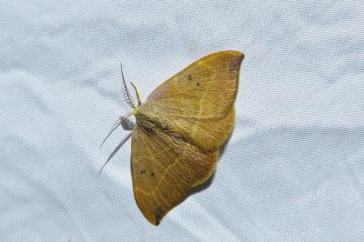 <i>Watsonalla binaria</i>