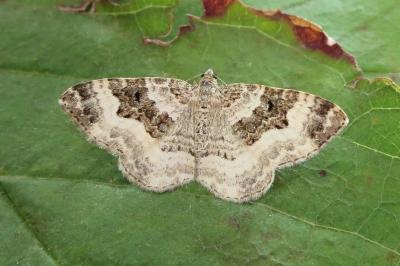 <i>Epirrhoe alternata</i>
