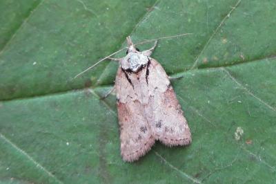 <i>Nycteola revayana</i>