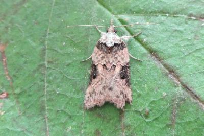 <i>Nycteola revayana</i>