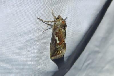 <i>Macdunnoughia confusa</i>