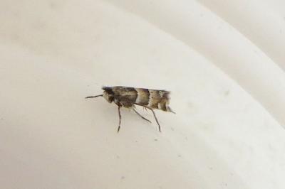 <i>Phyllonorycter stettinensis</i>