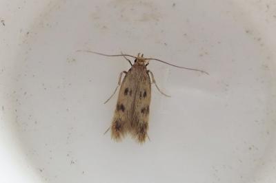 <i>Borkhausenia nefrax</i>