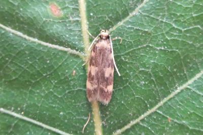 <i>Oegoconia</i>