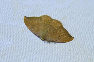 <i>Watsonalla binaria/uncinula</i>