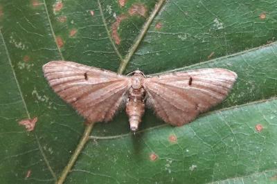 <i>Eupithecia absinthiata/assimilata/goossensiata</i>
