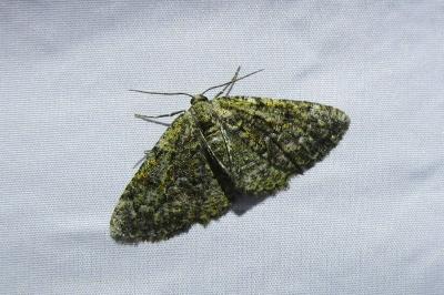 <i>Cleorodes lichenaria</i>