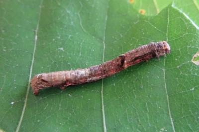 <i>Ectropis crepuscularia</i>