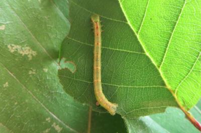 <i>Cabera pusaria</i>