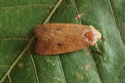 <i>Sunira circellaris</i>