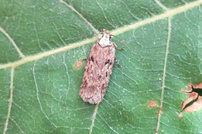 <i>Depressaria</i>