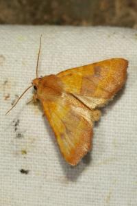 <i>Atethmia centrago</i>
