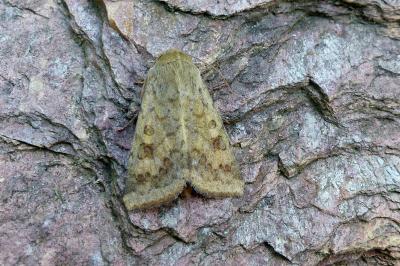 <i>Helicoverpa armigera</i>