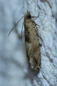 <i>Crocidosema plebejana</i>