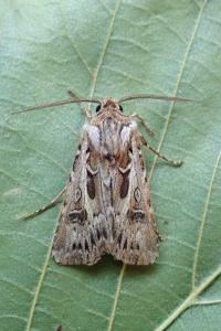 <i>Agrotis vestigialis</i>