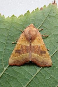 <i>Atethmia centrago</i>