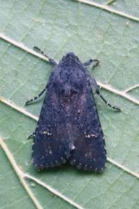 <i>Aporophyla nigra</i>