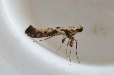 <i>Caloptilia falconipennella/honoratella</i>