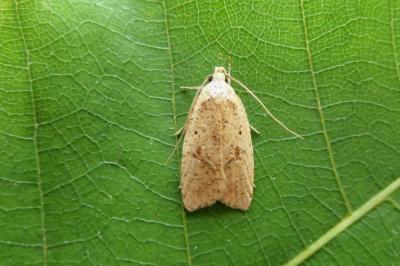 Agonopterix nervosa