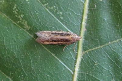 <i>Mirificarma mulinella</i>