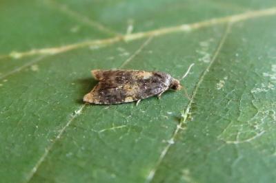 <i>Spatalistis bifasciana</i>