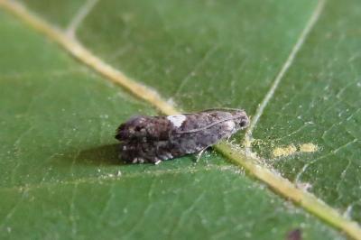 Pammene spiniana