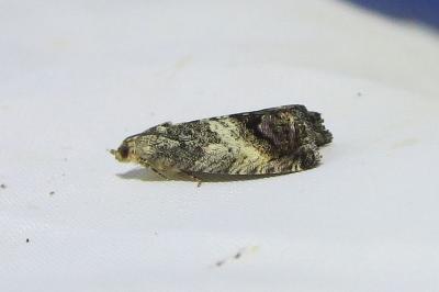 <i>Cydia splendana</i>