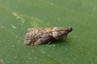 <i>Acrobasis consociella</i>