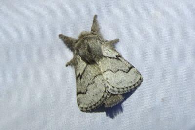 <i>Trichiura crataegi</i>