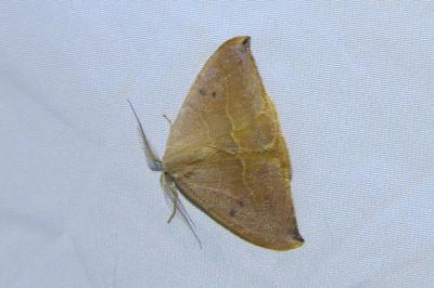 <i>Watsonalla binaria/uncinula</i>