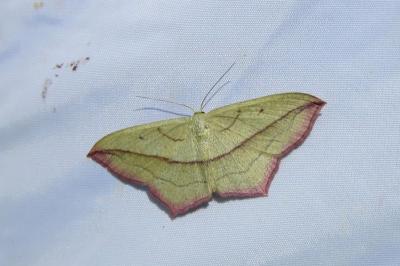 <i>Timandra comae</i>