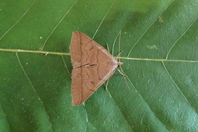 <i>Zanclognatha lunalis</i>