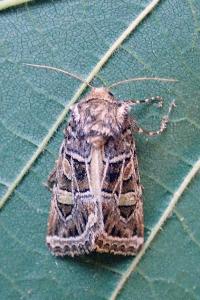 <i>Leucochlaena oditis</i>