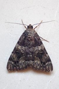 <i>Catocala coniuncta</i>