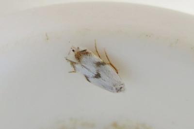 <i>Pseudopostega crepusculella</i>