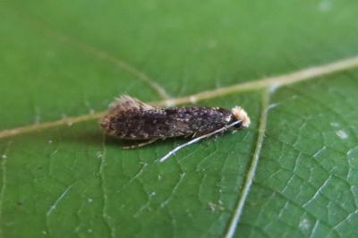 <i>Monopis laevigella</i>