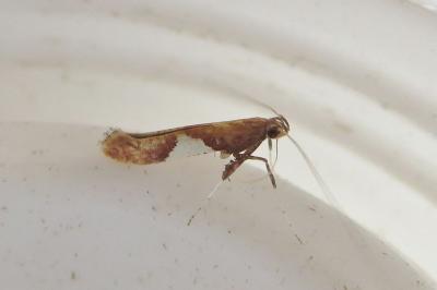 <i>Caloptilia stigmatella</i>