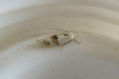 <i>Elachista maculicerusella</i>