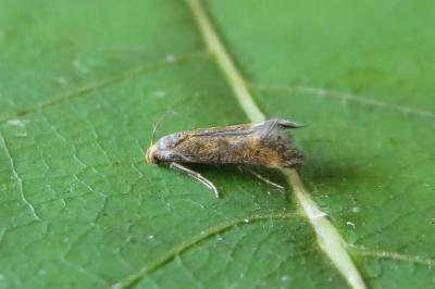 <i>Apodia bifractella</i>