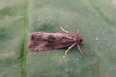 <i>Endothenia</i>