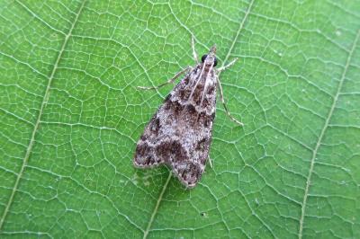 <i>Eudonia lacustrata</i>