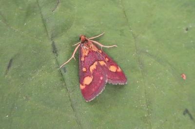 <i>Pyrausta purpuralis</i>