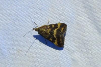 <i>Pyrausta despicata</i>