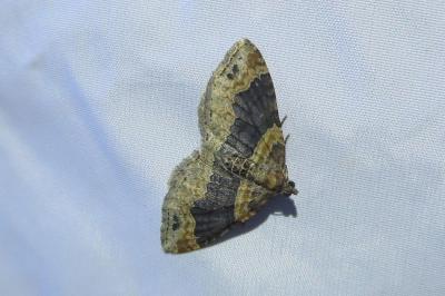 <i>Xanthorhoe ferrugata</i>