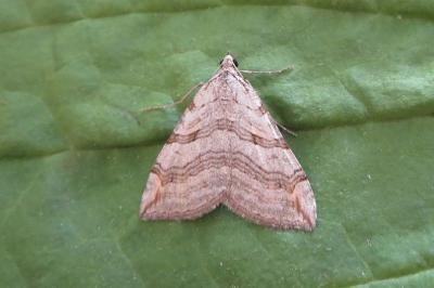 <i>Aplocera efformata</i>