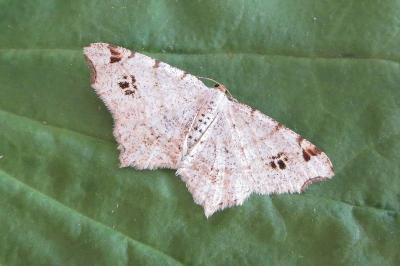 <i>Macaria notata</i>