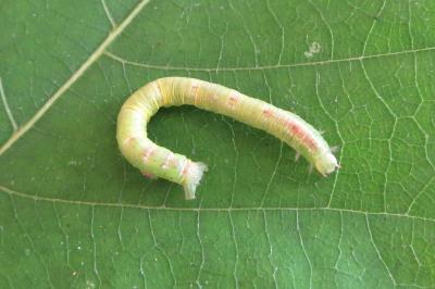 <i>Cabera pusaria</i>