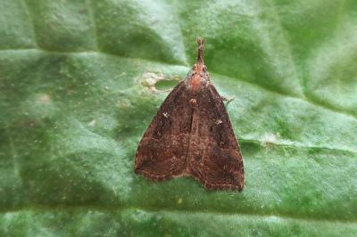 <i>Hypena rostralis</i>